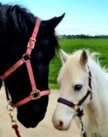 Tessa Paard- en Lifecoaching | Tessa van der Kroon