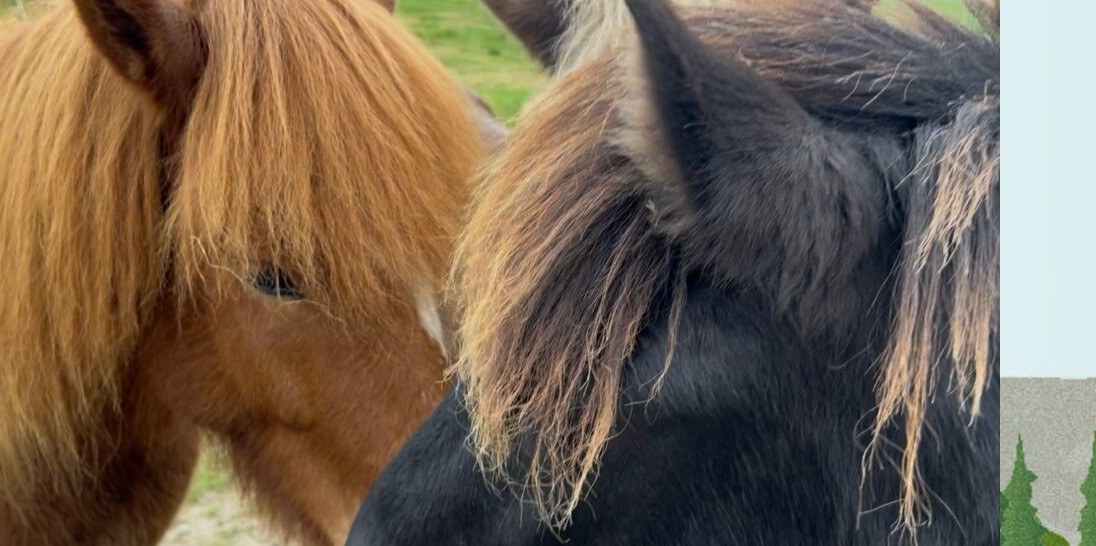  A.M. (Asmara) Kortenbroek 