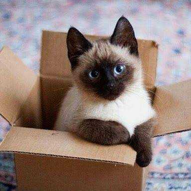 E.M.  (Erika) Hattingh